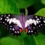 Sen o motylach: znaczenie i symbolika