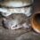 Śnić o martwych szczurach znaczenie