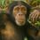 Interpretacja snów szympansa: co oznaczają?